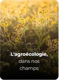 L'agroécologie dans nos champs